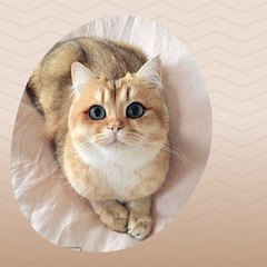 Pet camera
